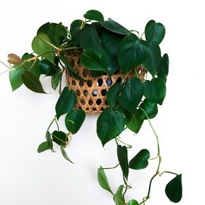 Wicker Wall Basket Planter